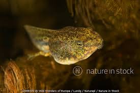 Attēlu rezultāti vaicājumam “Pelophylax juvenile”