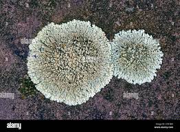 Attēlu rezultāti vaicājumam “Lecanora muralis”