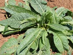 Attēlu rezultāti vaicājumam “Echium vulgare leaf”