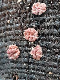 Attēlu rezultāti vaicājumam “Peniophora rufa”