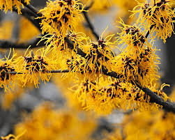 Attēlu rezultāti vaicājumam “Hamamelis”