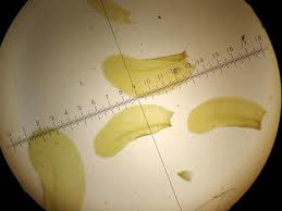 Attēlu rezultāti vaicājumam “Homalia trichomanoides sporophyte”