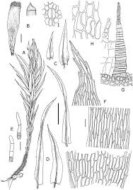 Attēlu rezultāti vaicājumam “Pohlia cruda sporophyte”