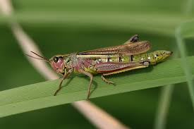 Attēlu rezultāti vaicājumam “Stethophyma grossum”