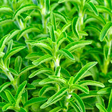 Image result for Stevia rebaudiana