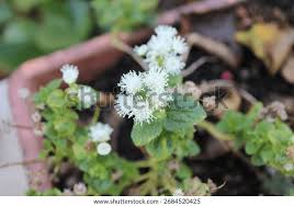 Image result for Leberbalsam