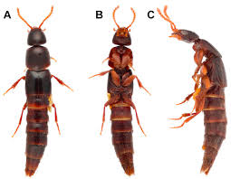 Attēlu rezultāti vaicājumam “Staphylinidae”
