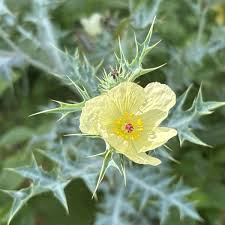 Attēlu rezultāti vaicājumam “Papaver argemone leaf”