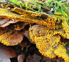 Attēlu rezultāti vaicājumam “Leocarpus fragilis stalked”