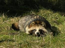 Attēlu rezultāti vaicājumam “Nyctereutes procyonoides”
