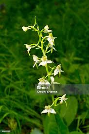 Attēlu rezultāti vaicājumam “Platanthera chlorantha”