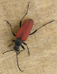 Attēlu rezultāti vaicājumam “Anastrangalia sanguinolenta female”