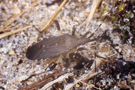 Attēlu rezultāti vaicājumam “Paramesus obtusifrons”