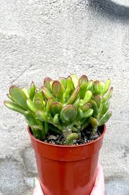 Image result for Crassula hobbit