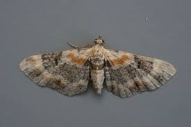 Attēlu rezultāti vaicājumam “Eupithecia linariata”