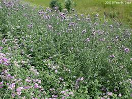 Attēlu rezultāti vaicājumam “Cirsium arvense flower”