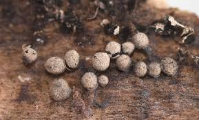 Attēlu rezultāti vaicājumam “Physarum licheniforme”