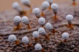 Attēlu rezultāti vaicājumam “Craterium sp.”