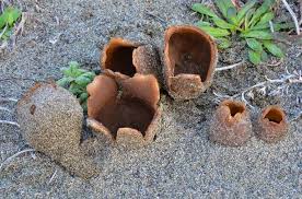 Attēlu rezultāti vaicājumam “Peziza ammophila”