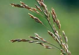 Attēlu rezultāti vaicājumam “Poa nemoralis fruit”