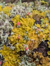 Attēlu rezultāti vaicājumam “Lichenoconium xanthoriae”