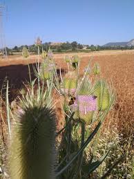 Attēlu rezultāti vaicājumam “Dipsacus fullonum flower”