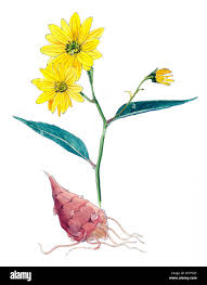 Attēlu rezultāti vaicājumam “Helianthus tuberosus flower”