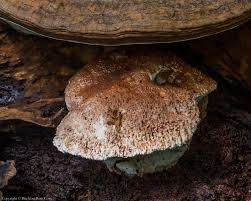 Attēlu rezultāti vaicājumam “Postia stiptica”