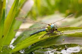 Attēlu rezultāti vaicājumam “Aeshna viridis”