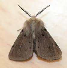 Attēlu rezultāti vaicājumam “Diaphora mendica female”