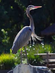 Attēlu rezultāti vaicājumam “Ardea cinerea adult”