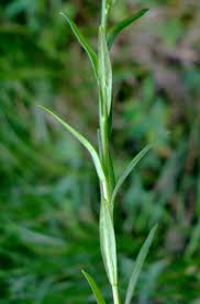 Attēlu rezultāti vaicājumam “Polygala amarella leaf”