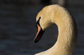 Attēlu rezultāti vaicājumam “Cygnus olor adult”