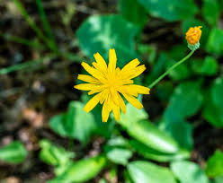 Attēlu rezultāti vaicājumam “Hieracium umbellatum bud”