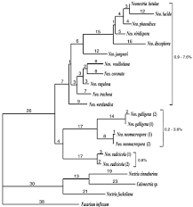 Attēlu rezultāti vaicājumam “Nectria sp., Neonectria sp.”