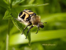 Attēlu rezultāti vaicājumam “Trichius fasciatus”