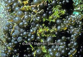 Attēlu rezultāti vaicājumam “Nostoc pruniforme”