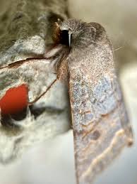 Attēlu rezultāti vaicājumam “Orthosia sp.”