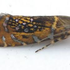 Attēlu rezultāti vaicājumam “Glyphipterigidae”