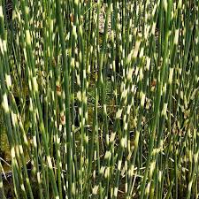 Attēlu rezultāti vaicājumam “Schoenoplectus lacustris subsp. lacustris”