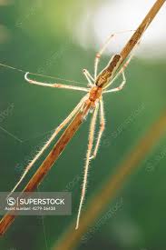 Attēlu rezultāti vaicājumam “Tetragnatha montana”