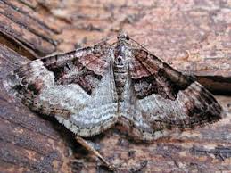 Attēlu rezultāti vaicājumam “Xanthorhoe biriviata”