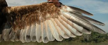 Attēlu rezultāti vaicājumam “Circus aeruginosus adult”