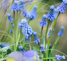 Attēlu rezultāti vaicājumam “Levisticum officinale flower”