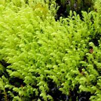 Attēlu rezultāti vaicājumam “Pseudobryum cinclidioides”