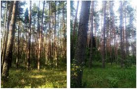 Attēlu rezultāti vaicājumam “Glischrochilus quadripunctatus imago”