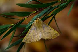 Attēlu rezultāti vaicājumam “Colotois pennaria”