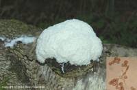 Attēlu rezultāti vaicājumam “Fuligo candida”