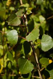 Attēlu rezultāti vaicājumam “Populus laurifolia”