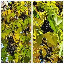 Attēlu rezultāti vaicājumam “Phellodendron amurense fruit”
